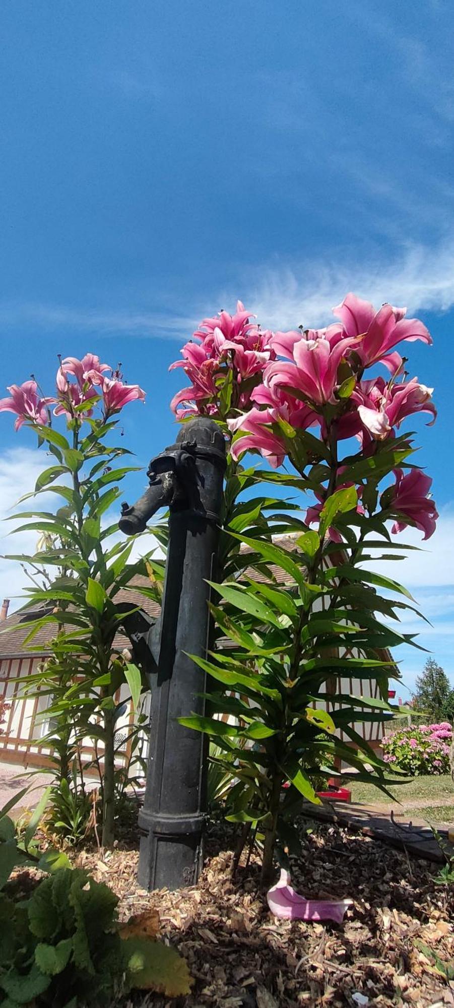 Les Lys Jolie Suite Parentale Privative Deux Adultes Avec Sdd Pertheville-Ners エクステリア 写真